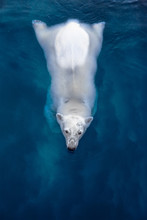 Swimming Polar Bear, White Bear In Blue Water