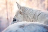 Fototapeta Konie - White horse looking back in winter