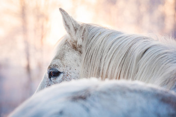 Wall Mural - White horse looking back in winter