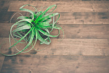 Air Plant Tillandsia, On A Isolated Wood Background
