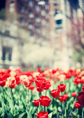 Wall Mural - Tulips in spring in New York City