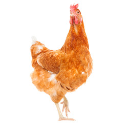 full body of brown chicken hen standing isolated white backgroun