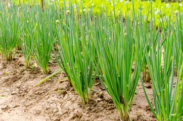 Growing Spring onions also known as salad onions on garden backg