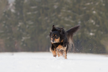 Wall Mural - Ein Hund rennt voller Freude durch den Schnee