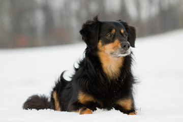 Poster - Ein Hund liegt im Schnee und guckt zur Seite