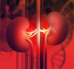 Wall Mural - 3d render of Human kidney .