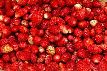 wild strawberries