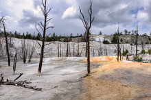 Yellowstone Landscape With Dead Trees