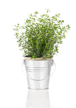 Thyme Herb Plant Growing In A Distressed Pewter Pot, Isolated