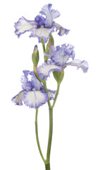 Wall Mural - iris