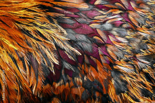 Fotomural Bright brown feather group of some bird