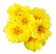yellow primrose isolated on white background