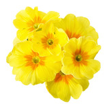 Fototapeta  - yellow primrose isolated on white background