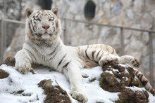 Beautiful White Tiger On Snow