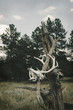 Skull & Antlers hanging from tree
