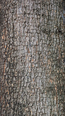 Poster - Old rough trunk texture