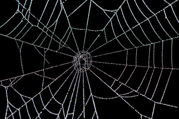 Dew on a Spider Web