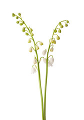 Poster - Two spring flowers isolated on white. Lily of the Valley