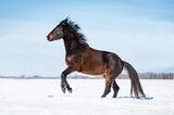 Fototapeta Konie - Beautiful bay horse rearing up in winter