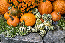 Pumpkins And Mums Free Stock Photo - Public Domain Pictures