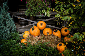pumpkin display - toned