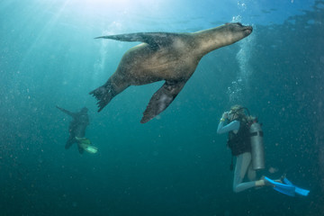 Wall Mural - beautiful blonde girl playing with sea lion underwater