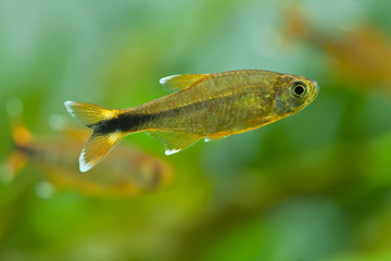 Wall Mural - Aquarium fish Silver Tipped Tetra. macro