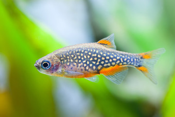 Wall Mural - Danio margaritatus Aquarium fish. Galaxy rasbora.