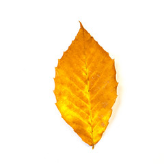 Yellow and Orange Beech Leaf Isolated on White