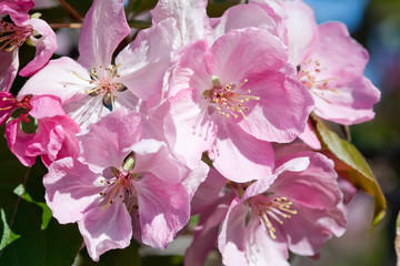 Wall Mural - Blooming apple trees. Pink spring flowers. Young leaves. Macro. (soft focus).