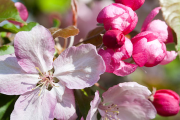 Wall Mural - Blooming apple trees