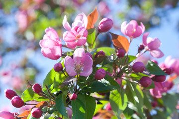 Wall Mural - Blooming apple trees. Spring flowers. Young leaves. Spring. (soft focus).