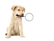 dog holding in teeth a magnifying glass on a white background is