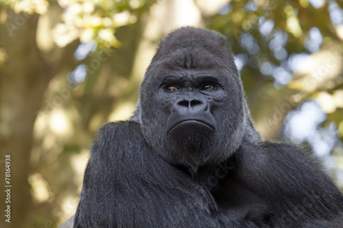 Fényképezés  gorilla silverback
