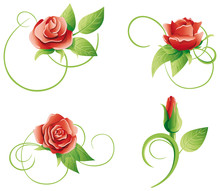 Set Of Four Roses On A White Background.