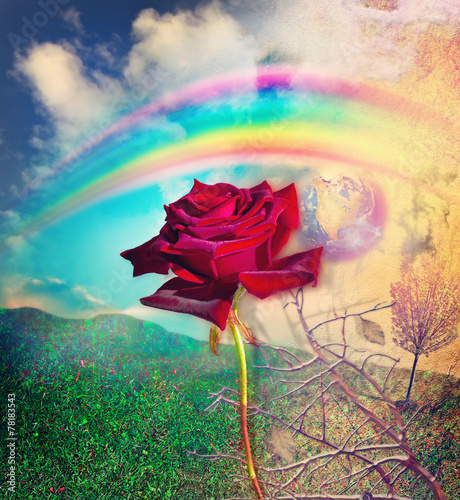 Fototapeta do kuchni Rainbow and red rose in the valley