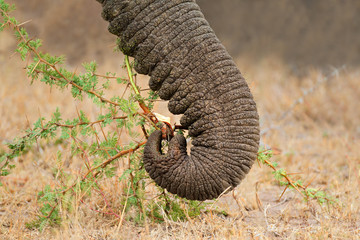 Wall Mural - close-up of the trunk of a feeding african elephant