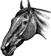 Vintage Illustration horse head