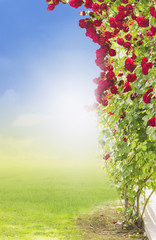 Wall Mural - Red climbing  rose in garden on sky background