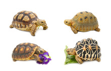 Collect Of Tortoise , Exotic Animal