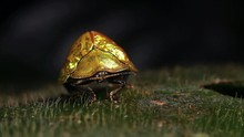 Tortoise Beetle (family Chrysomelidae), Ecuador