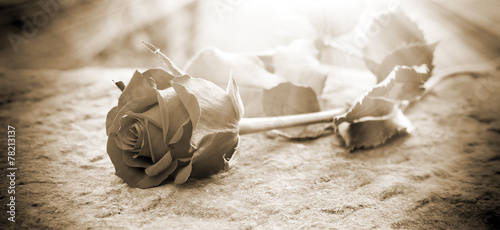 Plakat Rose in the ligt