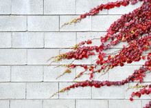 Red Ivy Leaves In Autumn On A White Bricks Wall
