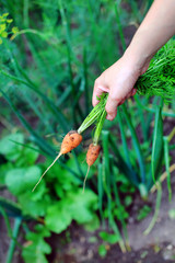 Wall Mural - fresh carrots