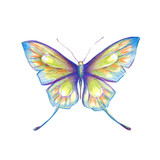 Fototapeta Motyle - butterflies design