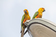 Parrot on lamps