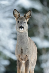 Poster - Roe deer portrait in winter