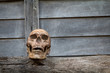 The skull on old wood.Still Life