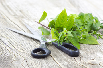 Poster - Freshly harvested herbs with scissors on wooden background