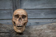 The skull on old wood.Still Life